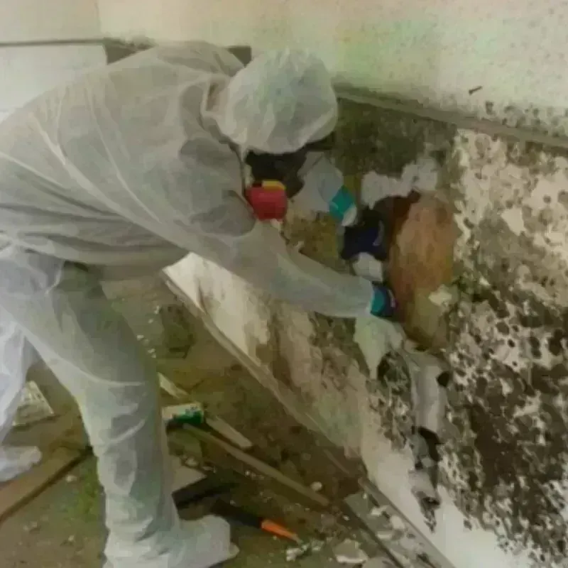 Mold Remediation and Removal in Lake Forest, IL